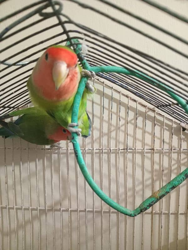 lovebirds breeder pair 5