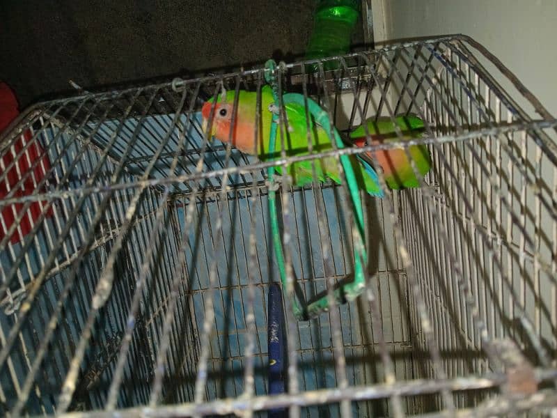 lovebirds breeder pair 6