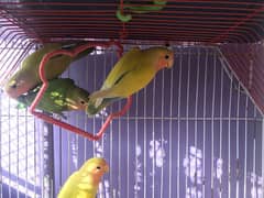 love bird 4 pcs For sale