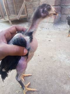 Imported Thai Home Breed Chicks Available