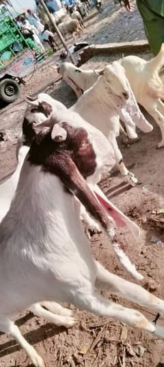 bakra goat do dant