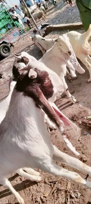 bakra goat do dant 0