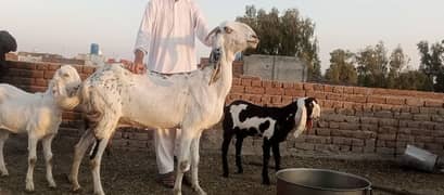 bital bakri with 2 kids one male and female