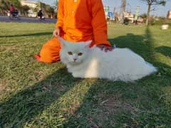 Persian cat male