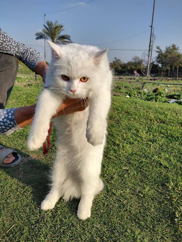 Persian cat male 1