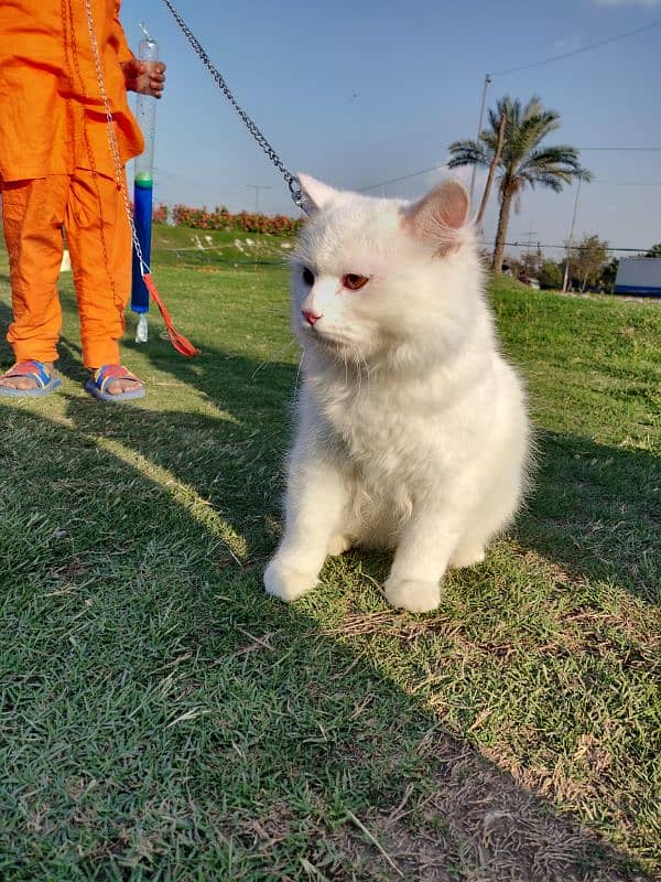 Persian cat male 2