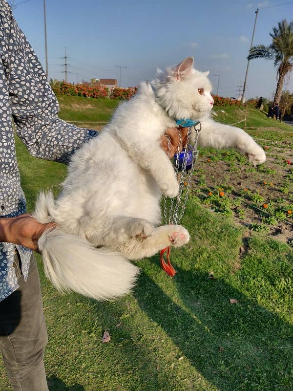 Persian cat male 4