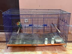 Lovebirds with cage for sale