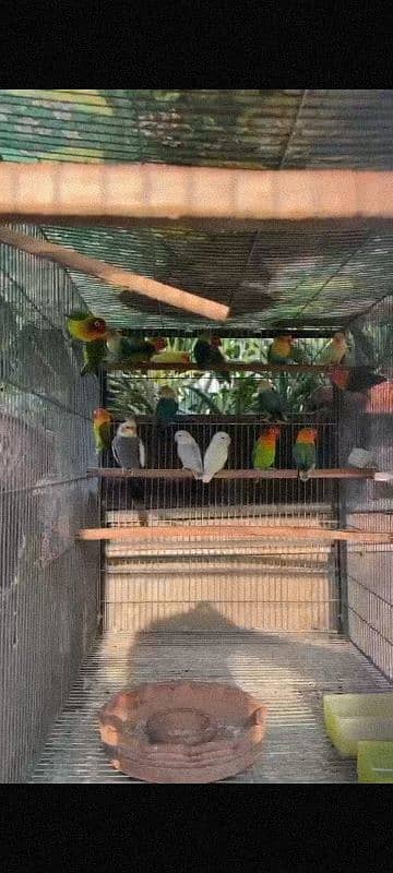 Lovebirds for Sale 2