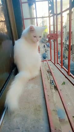 Turkish angora full active and vaccinated