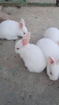 New Zealand White 4KG bareef Bunnies For sale