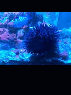 Saltwater Sea Urchin for sale. See the description please.