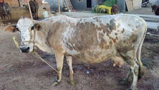 Cholistani Frezen Cross Cow