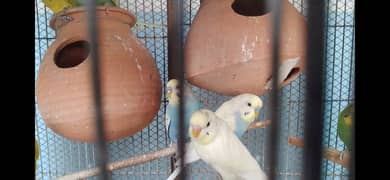 Australia Parrots/birds for sale