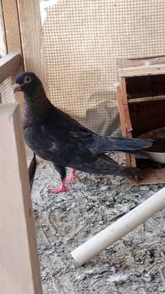 Pigeon Gola Female