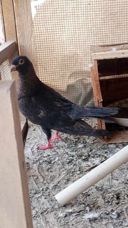 Pigeon Gola Female 0