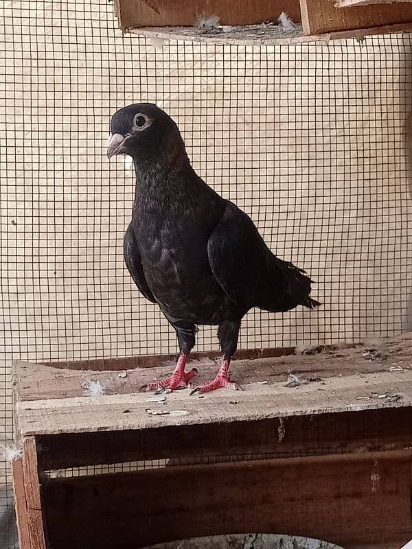 Pigeon Gola Female 1