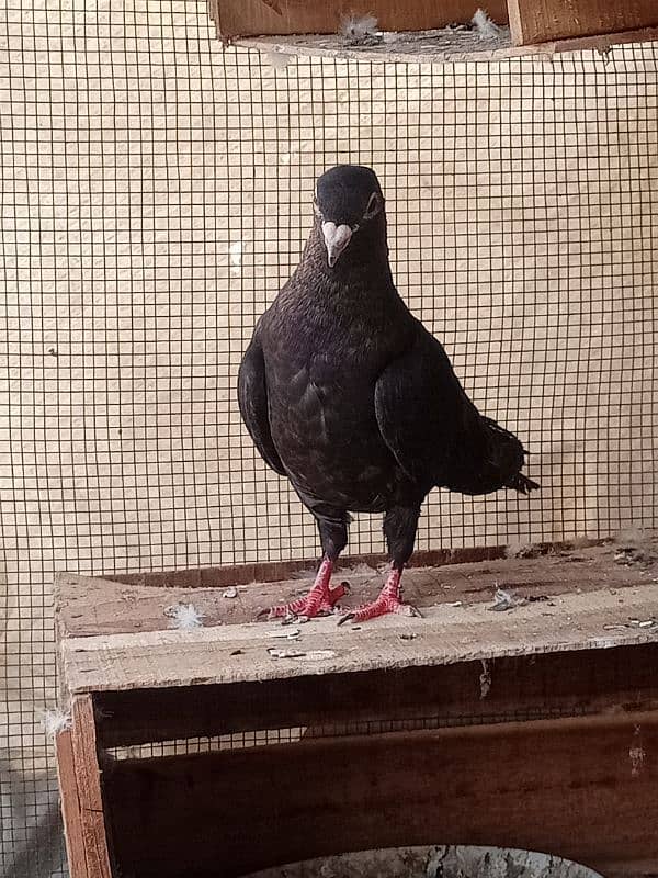 Pigeon Gola Female 2