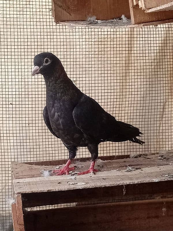 Pigeon Gola Female 4