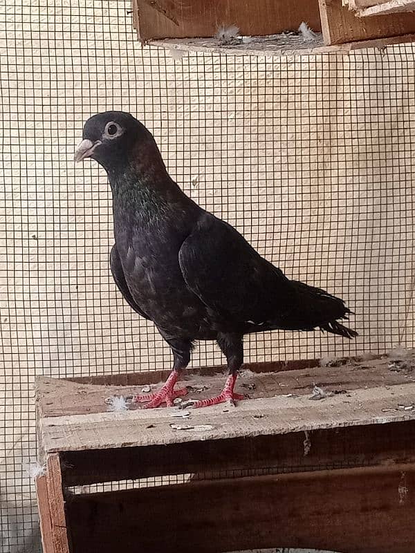 Pigeon Gola Female 5