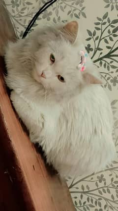 Persian triple coat female