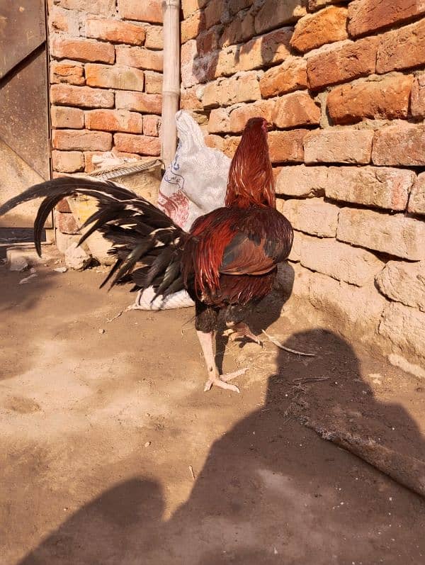 aseel hens available 5