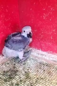 African grey baby