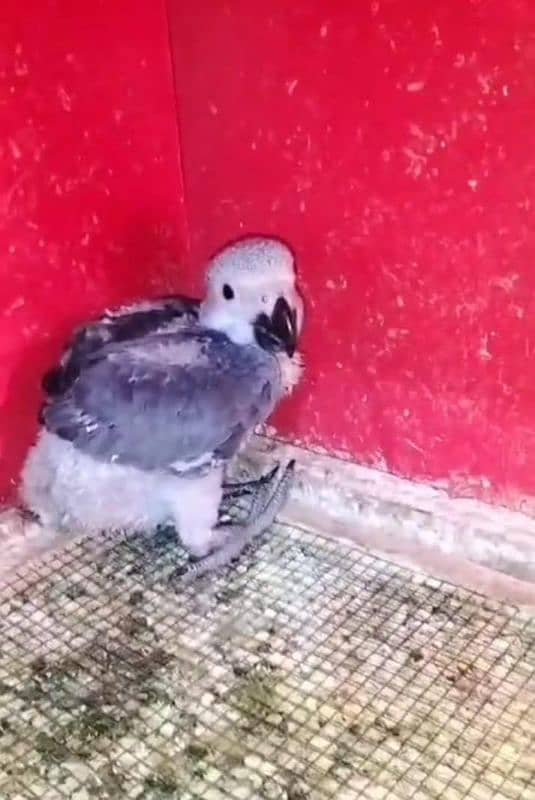 African grey baby 0