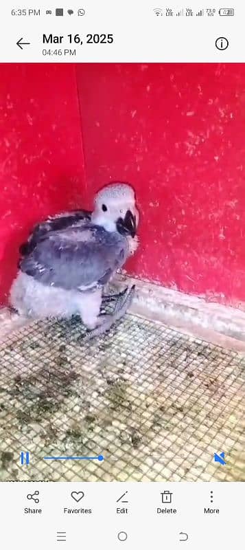 African grey baby 1