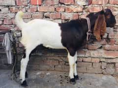 Sindhi breader bakra