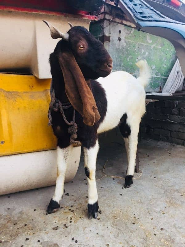 Sindhi breader bakra 1