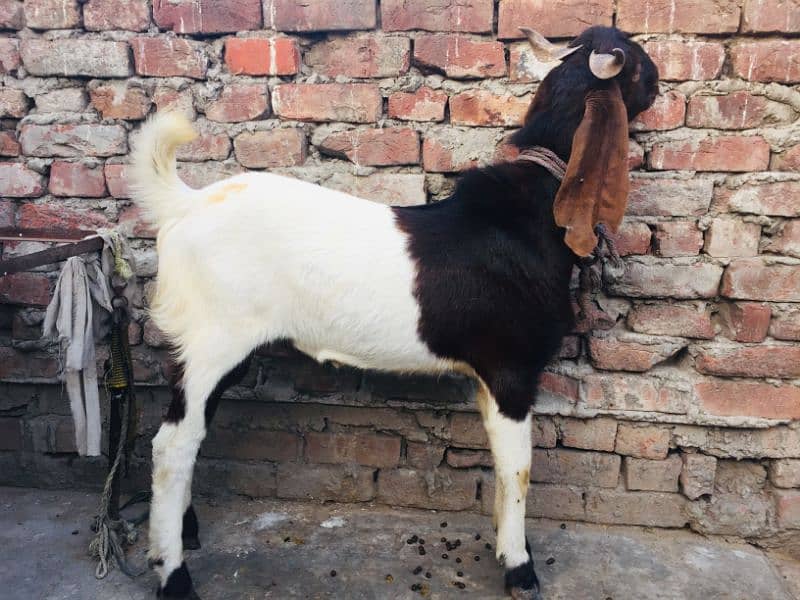 Sindhi breader bakra 2