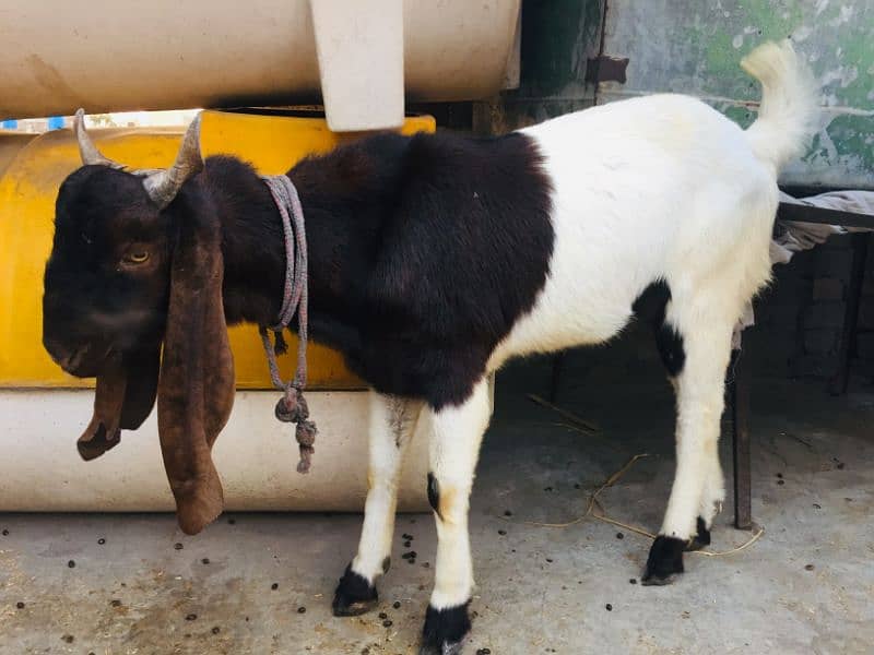 Sindhi breader bakra 3