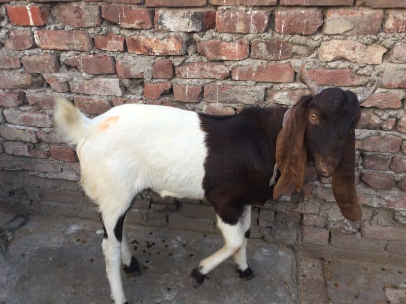 Sindhi breader bakra 4