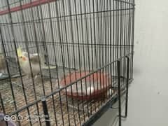 2 pair of cocktail parrots with cage