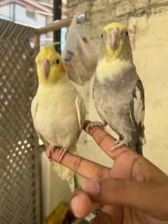 Handtamed cocktail pair ready to breed