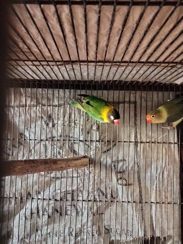 lovebirds 0