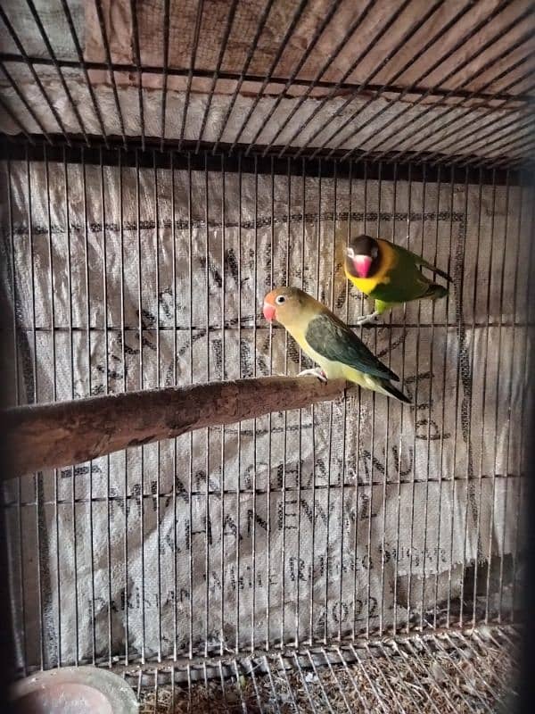 lovebirds 2