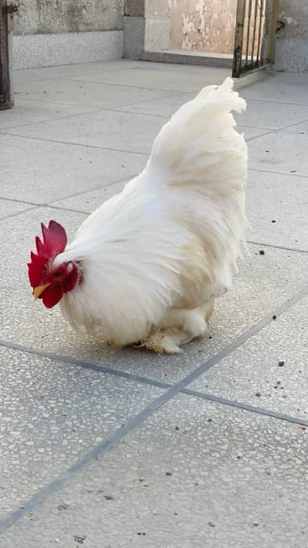 white bantam cock 0