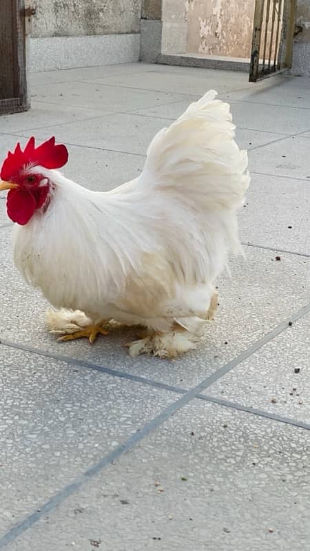 white bantam cock 1