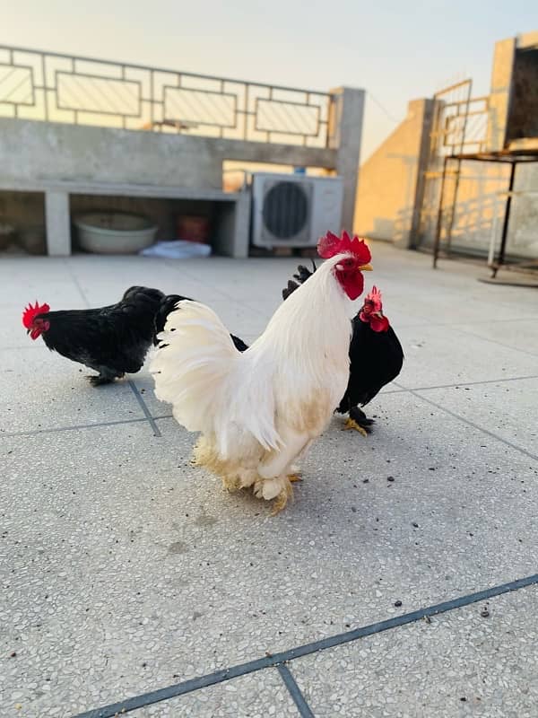 white bantam cock 2