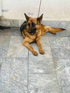 GSD FEMALE FOR SALE