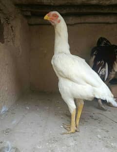 WHITE ASEEL MIAWALI HEN