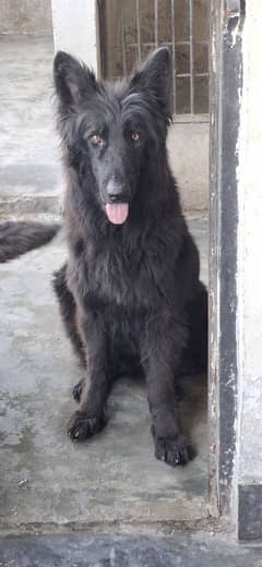 german shepherd long cort male for sale