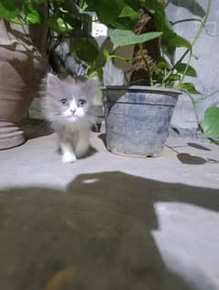 Persian Cat Female kid