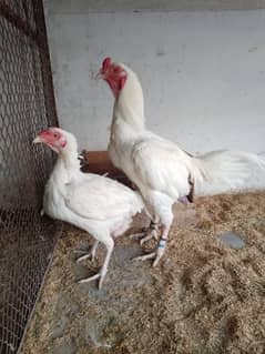 paper white heera breeding pair