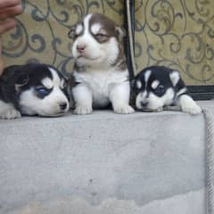 very beautiful pedigree husky puppies available for sale