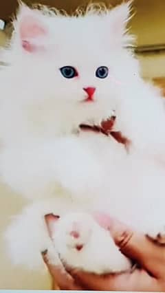 Persian beautiful Cat for sale/0320/69/30/694 my WhatsApp number