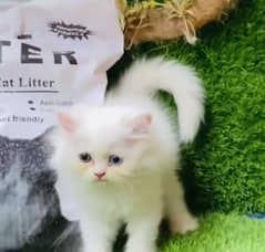 Persian beautiful Cat for sale/0320/69/30/694 my WhatsApp number