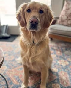 Purebred Golden Retriever